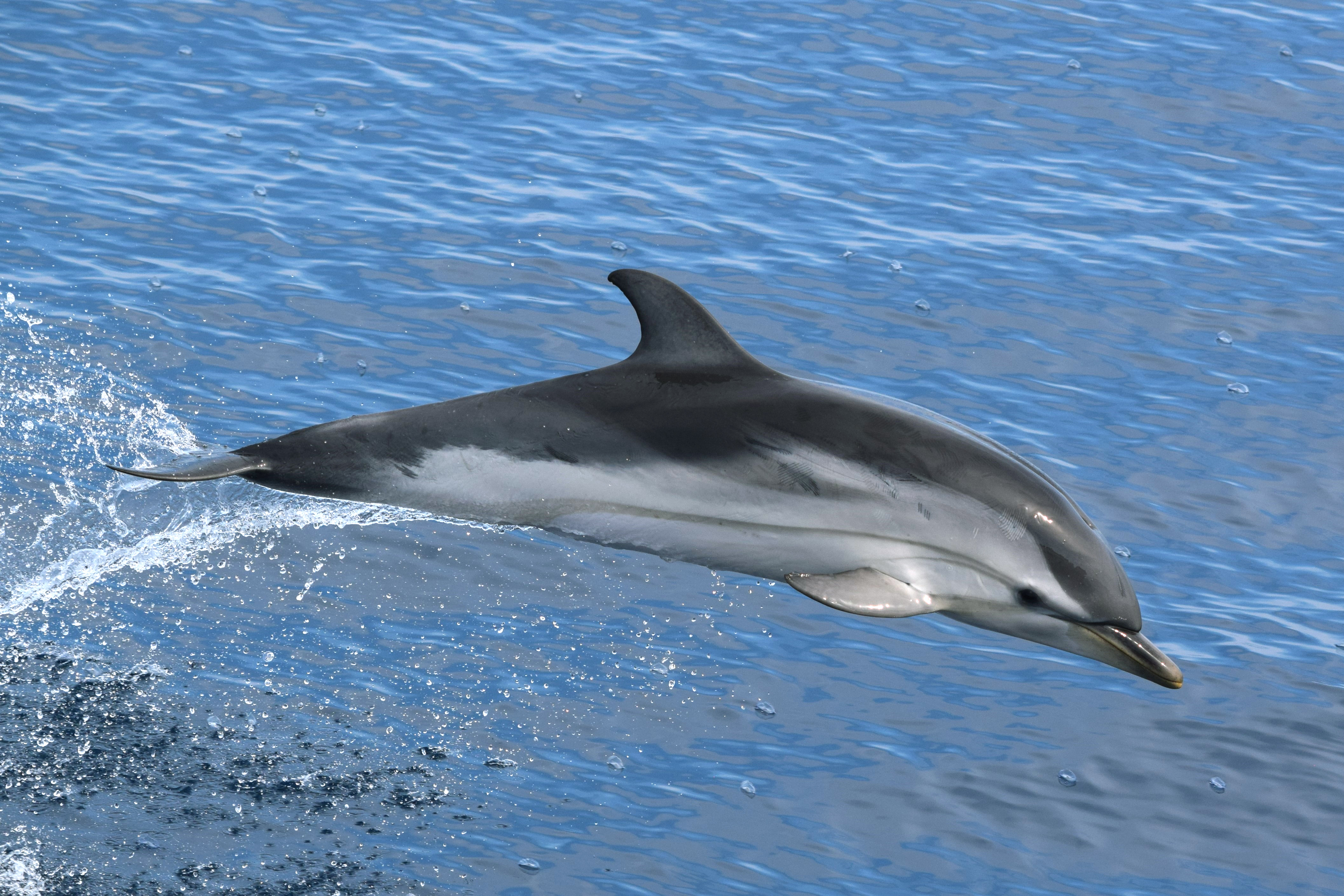 Striped Dolphin
